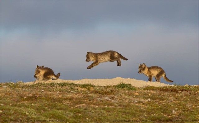 Arctic Kit foxes, David Hemmings