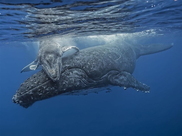 2baleen-whale-humpback-tonga, Vineet Pahwa Billy the Traveler
