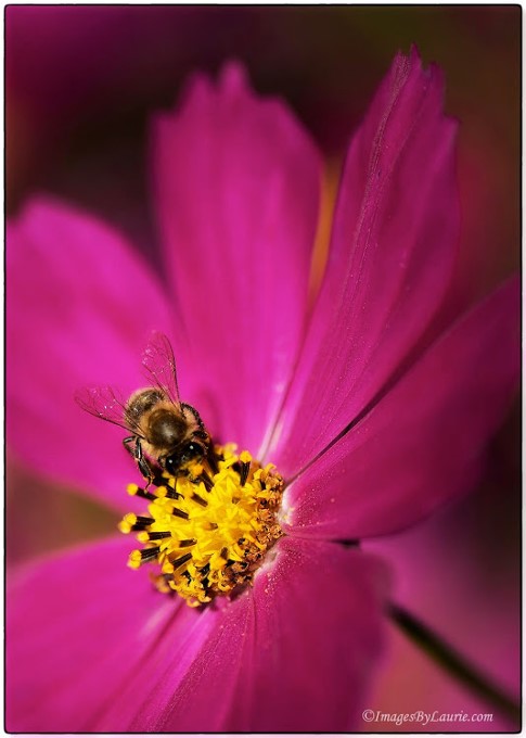2The Pollinator Â© Laurie Rubin